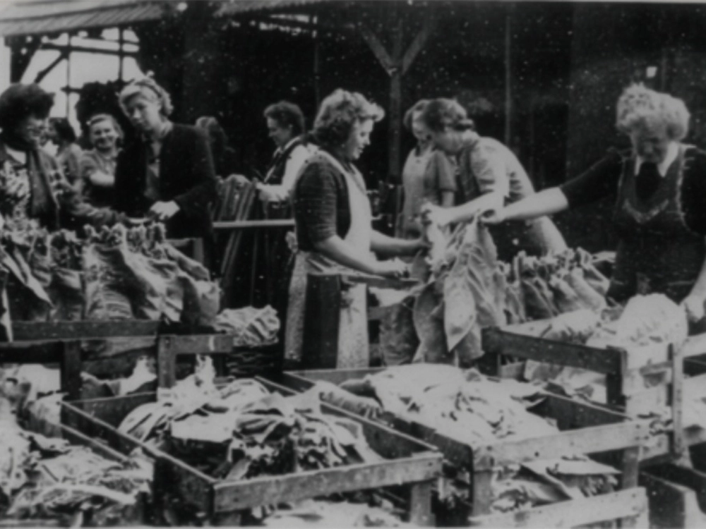 Tabakanbau auf dem Hümmling